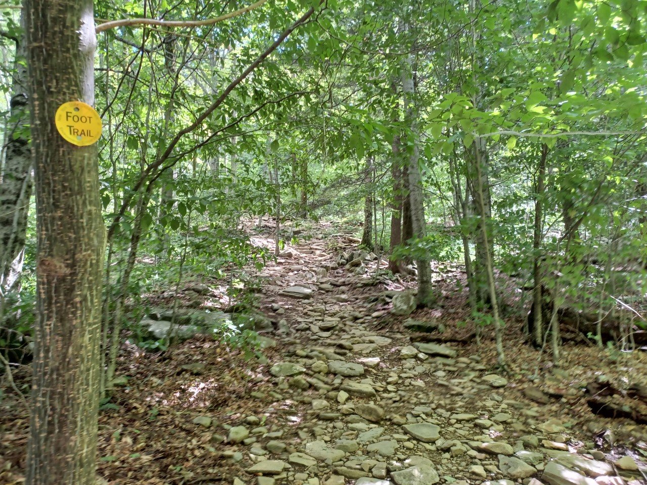The first part of the Giant Ledge trail is quite flat, though there are still several rocks along the path which can be slippery during and after rainfall.